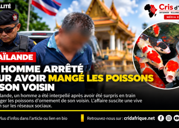Thaïlande : un homme arrêté après des actes présumés de cruauté envers des poissons koi