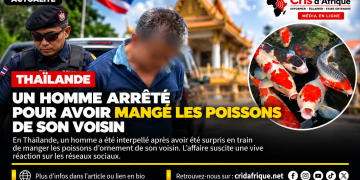 Thaïlande : un homme arrêté après des actes présumés de cruauté envers des poissons koi